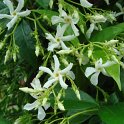 Trachelospermum jasminoides fleur